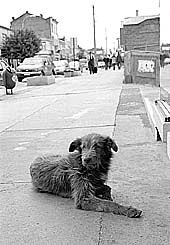 О счастливой жизни и печальной смерти чилийского пса по кличке «Шоколад»