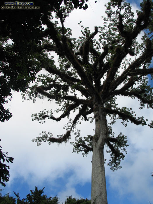 A Ceiba tree at Tikal