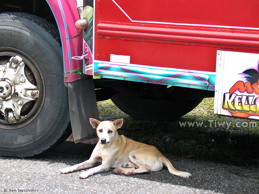 Dog under multicoloured bus in Portobelo