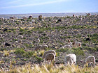 Llamas and aplacas