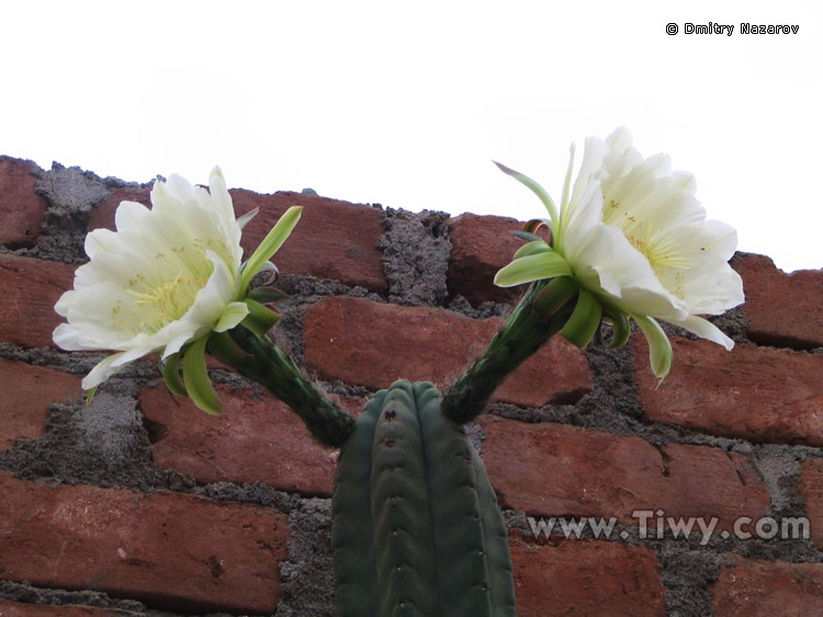 Double flower of cactus on the Esmeralda Pyramid