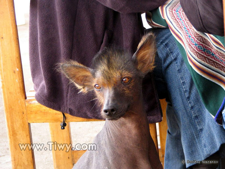Hairless Peruvian dog
