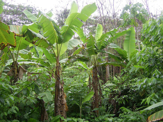 They grow banana at the won over from selva cultured pieces of land
