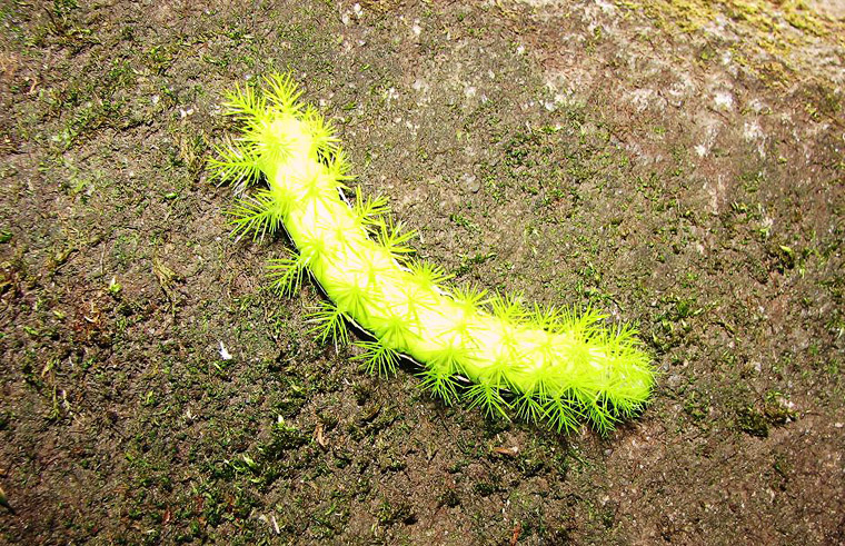 Huge, and, must be tasty, caterpillar