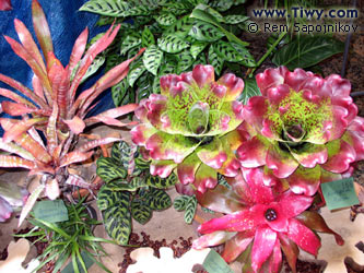 Орхидеи и бромелии Венесуэлы (фото www.Tiwy.com)