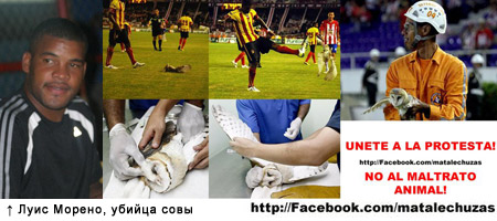 Сова вместо мяча ( фото с сайтов http://www.pa-digital.com.pa и http://www.facebook.com/MataLechuzas/ )