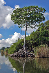 Mangrove tree - the memory of centuries