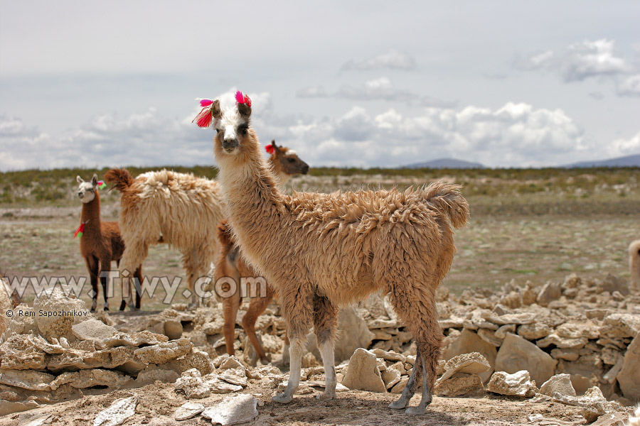 Llamas on the way to Colchani