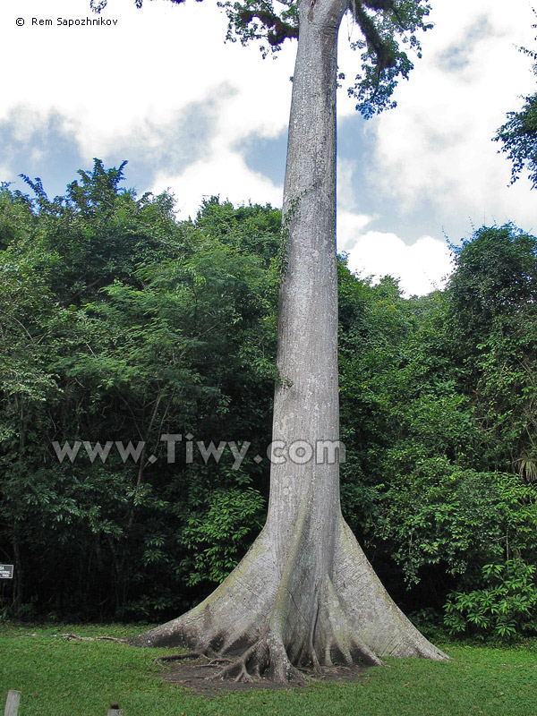A Ceiba tree at Tikal