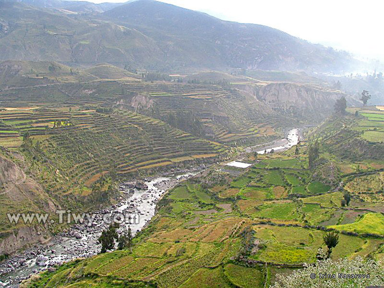 Terraces in the Colca valley