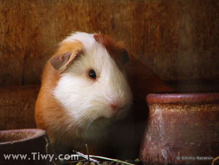 Sad guinea-pig