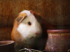 Sad guinea-pig