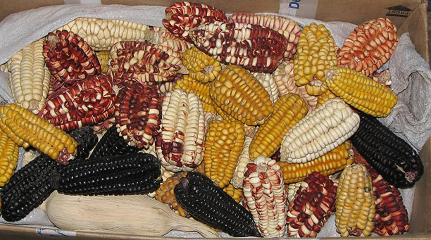 Different species of corn