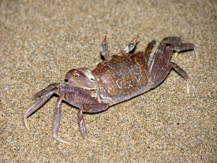 Hundreds of small crabs like this were running around