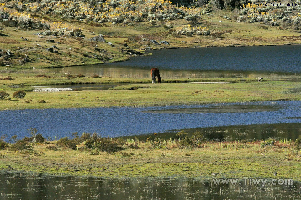Горное озеро Мукубахи, лошадка щиплет травку